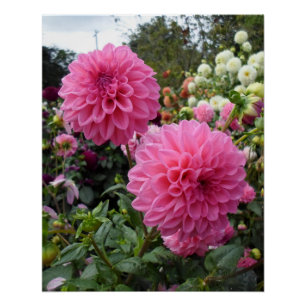 Póster Dois Dahlias Rosa