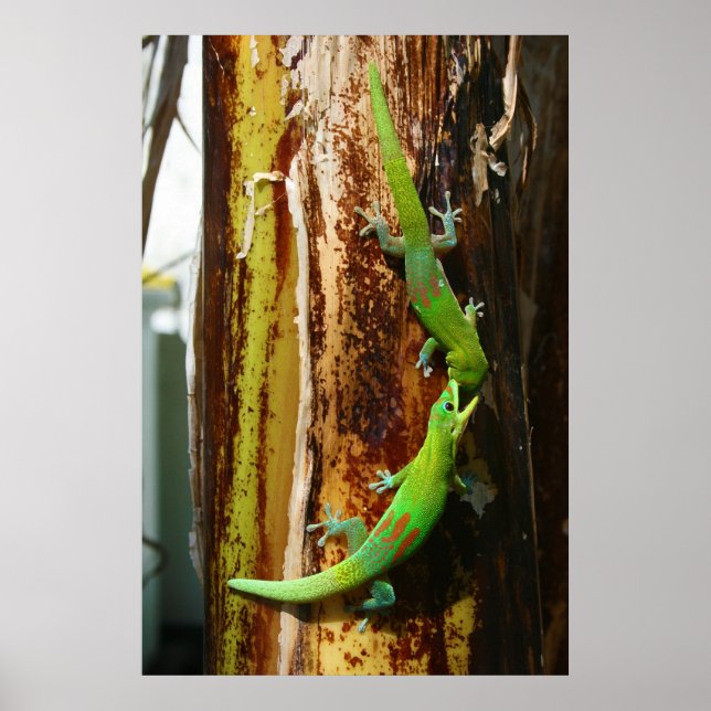 Poster Dois dias de poeira dourada Geckos Phelsuma Latica (Frente)