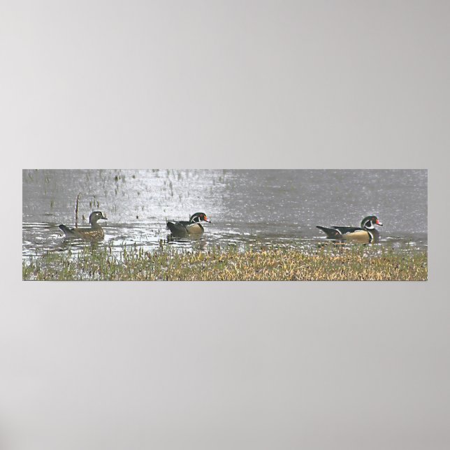 Póster Dois Drake e um Pato Hen Wood (Frente)