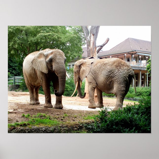 Poster Dois elefantes africanos (Frente)