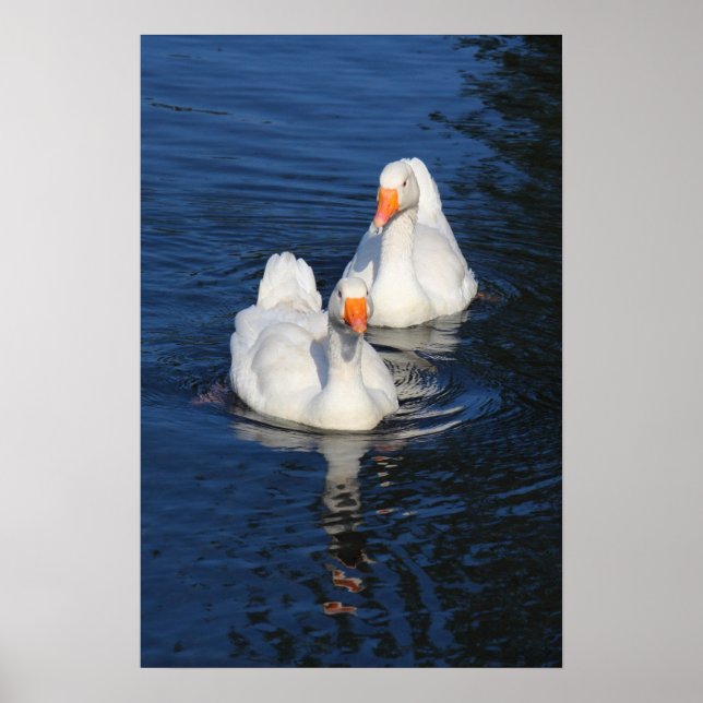Póster Dois Emden Geese II (Frente)