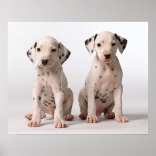 Póster Dois filhotes de cachorro Dalmatian preto e branco