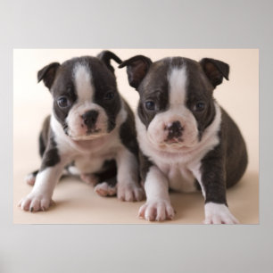 Póster Dois filhotes de cachorro de Boston Terrier