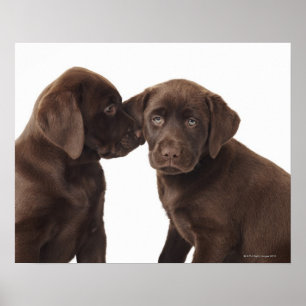 Póster Dois filhotes de cachorro de labrador retriever do