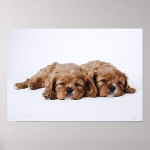 Poster Dois filhotes de cachorro descuidados do Spaniel
