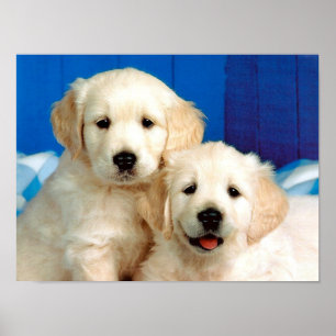 Póster Dois filhotes de labrador