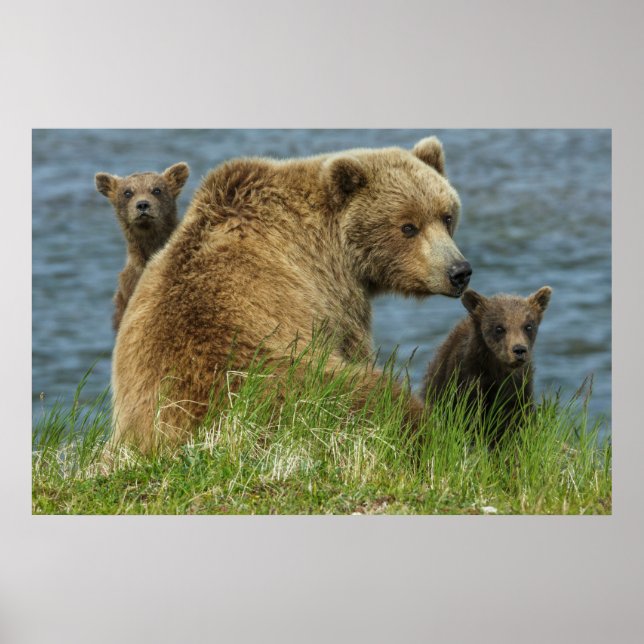 Poster Dois Filhotes de Urso Pardo com a Mãe perto da Águ (Frente)