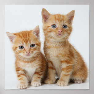 Póster Dois gatinhos adoráveis