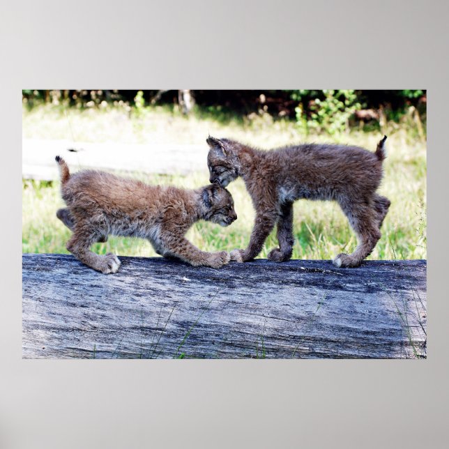 Póster Dois gatinhos canadenses do Lynx tocando em um log (Frente)