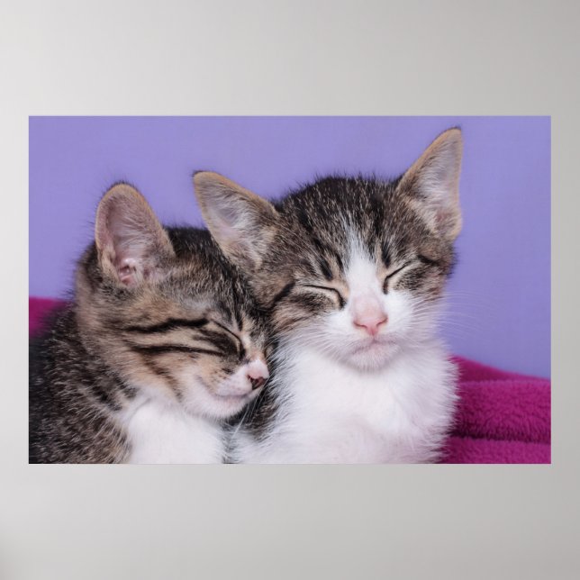 Póster Dois Gatinhos Cutes A Andar (Frente)