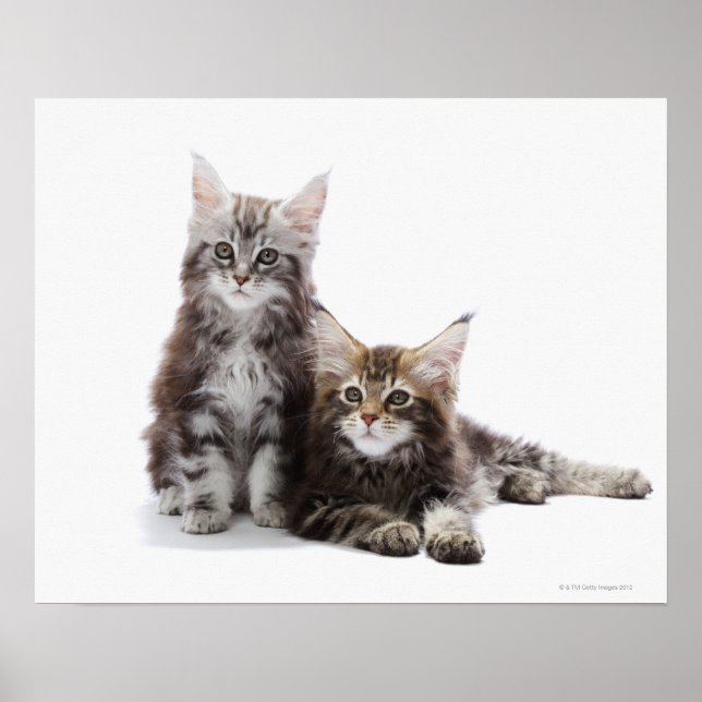 Poster Dois gatinhos de casulo Maine (Frente)