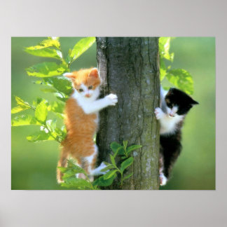 Póster Dois gatinhos em uma árvore
