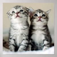 Dois Gatinhos Gelados