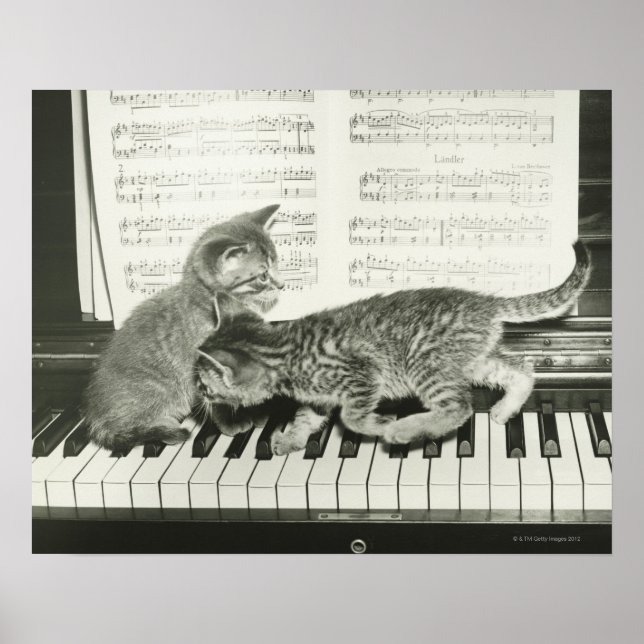 Poster Dois gatinhos tocando no teclado de piano, (B&W) (Frente)