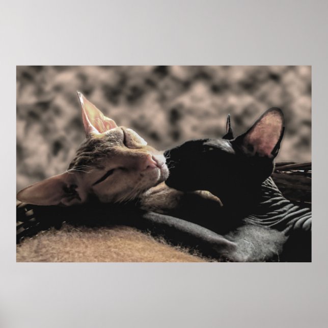 Poster Dois Gatos Sphynx Beijando - Foto Real de Amor (Frente)
