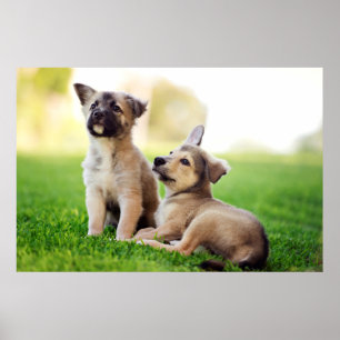 Poster Dois German shepherd