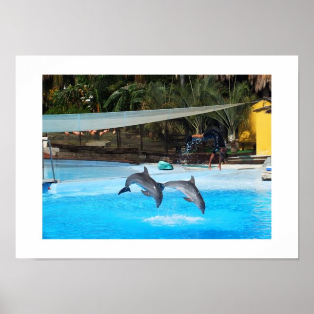 Poster Dois golfinhos (Frente)