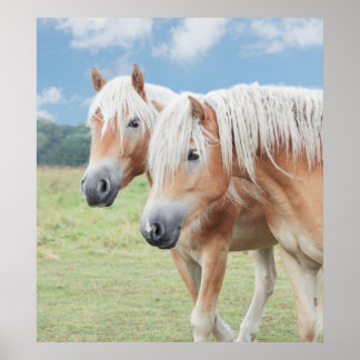 Poster dois Haflinger