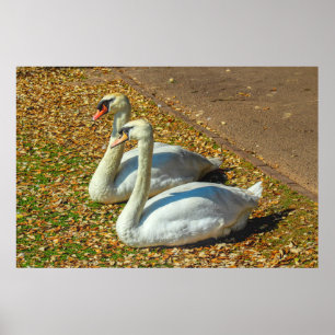 Poster Dois jovens cisnes no outono 