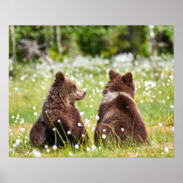 Poster Dois jovens ursos pardos