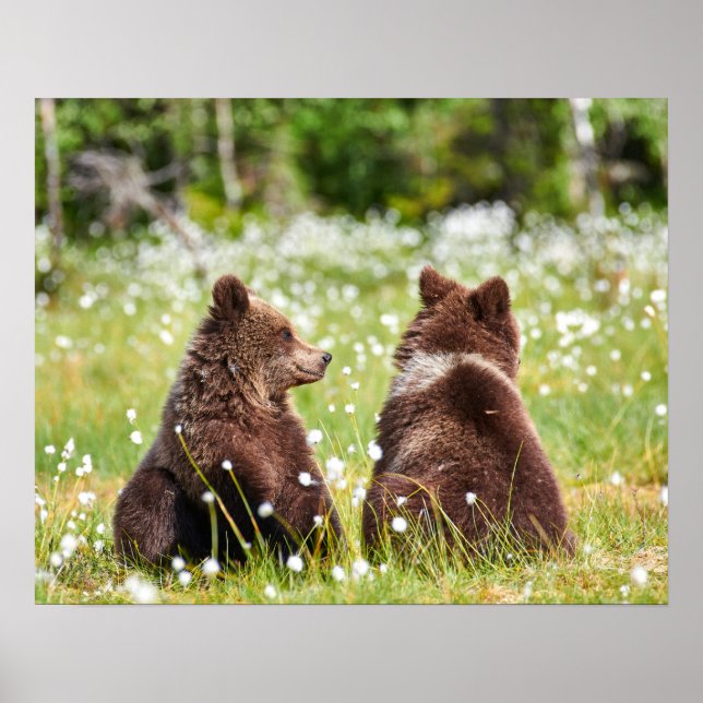 Poster Dois jovens ursos pardos (Frente)