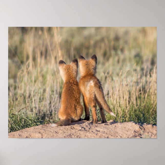 Poster Dois Kits Fox (Frente)