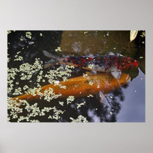 Póster Dois Koi na lagoa