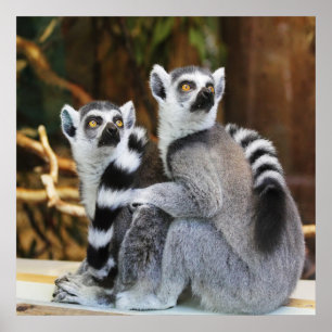 Póster Dois Lemurs pequenos