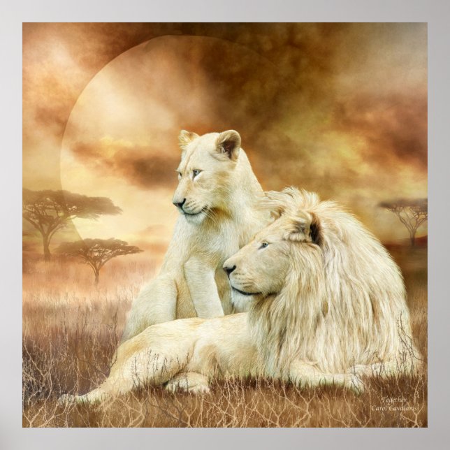 Póster Dois Leões Brancos - Juntos Poster/Impressão (Frente)