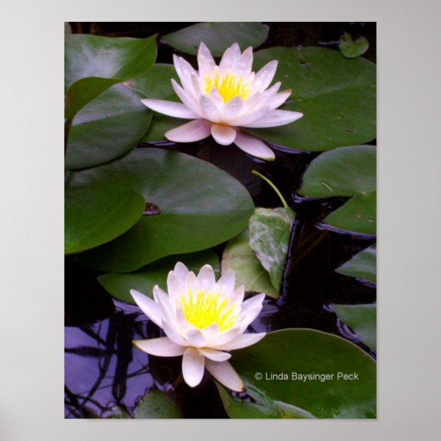 Póster Dois lírios de água leve (Frente)