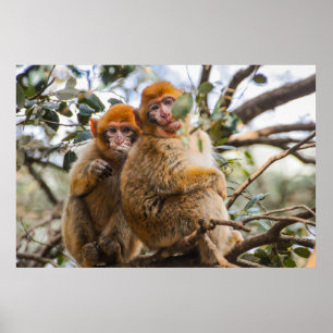 Poster Dois Macacos Cortes