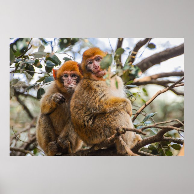 Poster Dois Macacos Cortes (Frente)