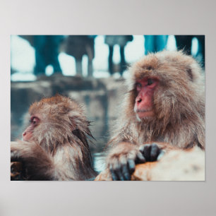 Poster Dois Macacos da Neve em Nagano, Japão