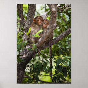 Póster Dois macacos em uma árvore