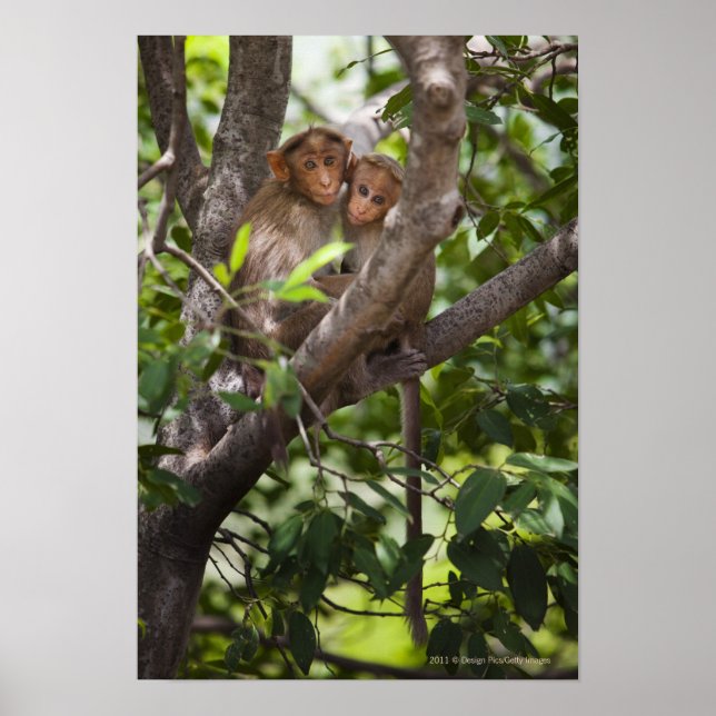 Póster Dois Macacos Em Uma Árvore (Frente)