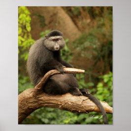 Poster Dois macacos em uma tela de desenho