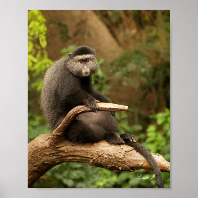 Poster Dois macacos em uma tela de desenho (Frente)