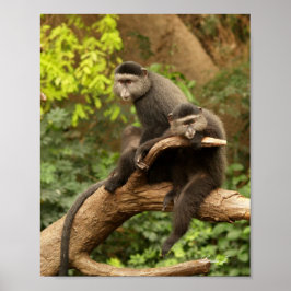 Póster Dois macacos em uma tela de desenho