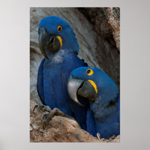 Poster Dois Macaws do jacinto, Brasil