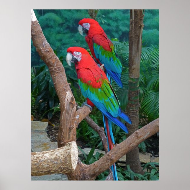 Póster Dois Macaws Vermelhos e Verdes Ara Chloropterus (Frente)