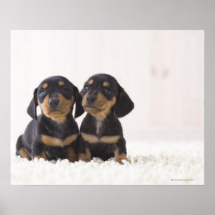 Póster Dois Mini Dachshund Sentados