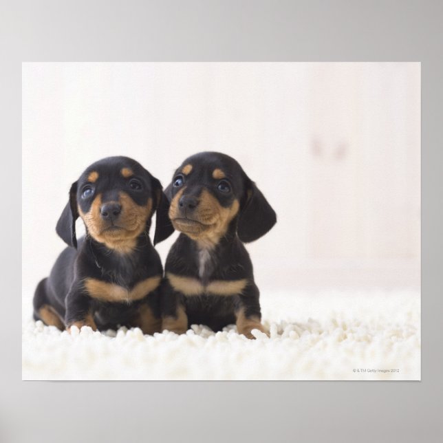 Póster Dois Mini Dachshund Sentados (Frente)