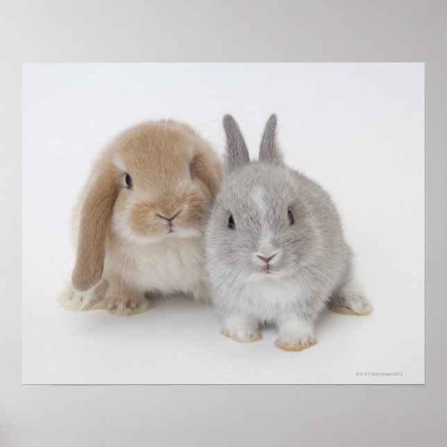 Póster Dois Países Baixos anão e bunnias Holland Lop (Frente)