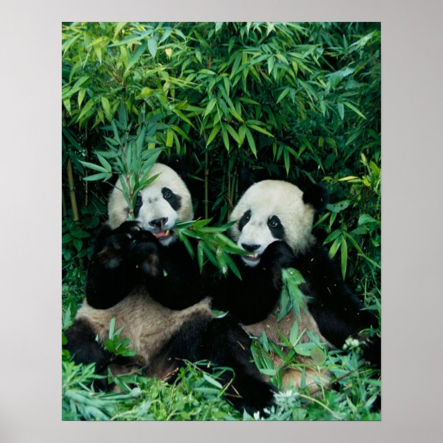 Póster Dois pandas comendo bambu juntos, Wolong (Frente)