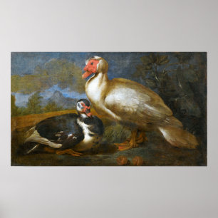 Poster Dois Patos Muscovy em uma Paisagem