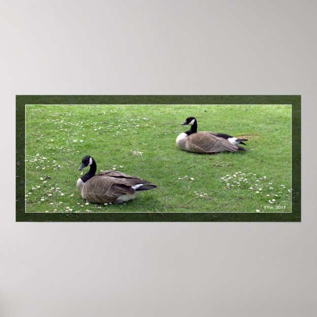 Póster Dois patos selvagens na grama verde. Animal paisag (Frente)