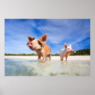 Poster Dois pequenos leitões