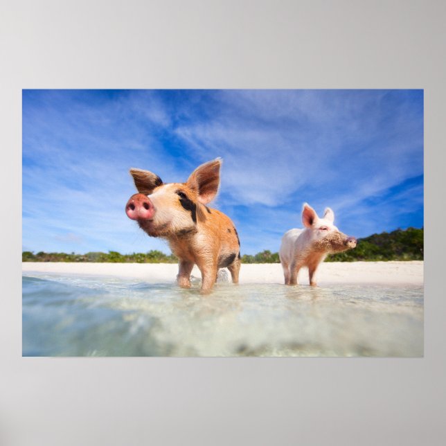 Poster Dois pequenos leitões (Frente)