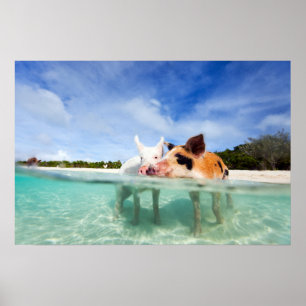 Póster Dois pequenos leitões