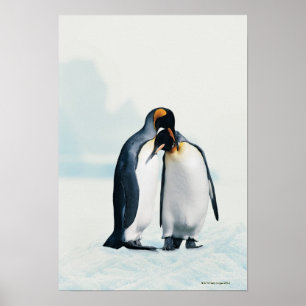 Póster Dois pinguins afetivos